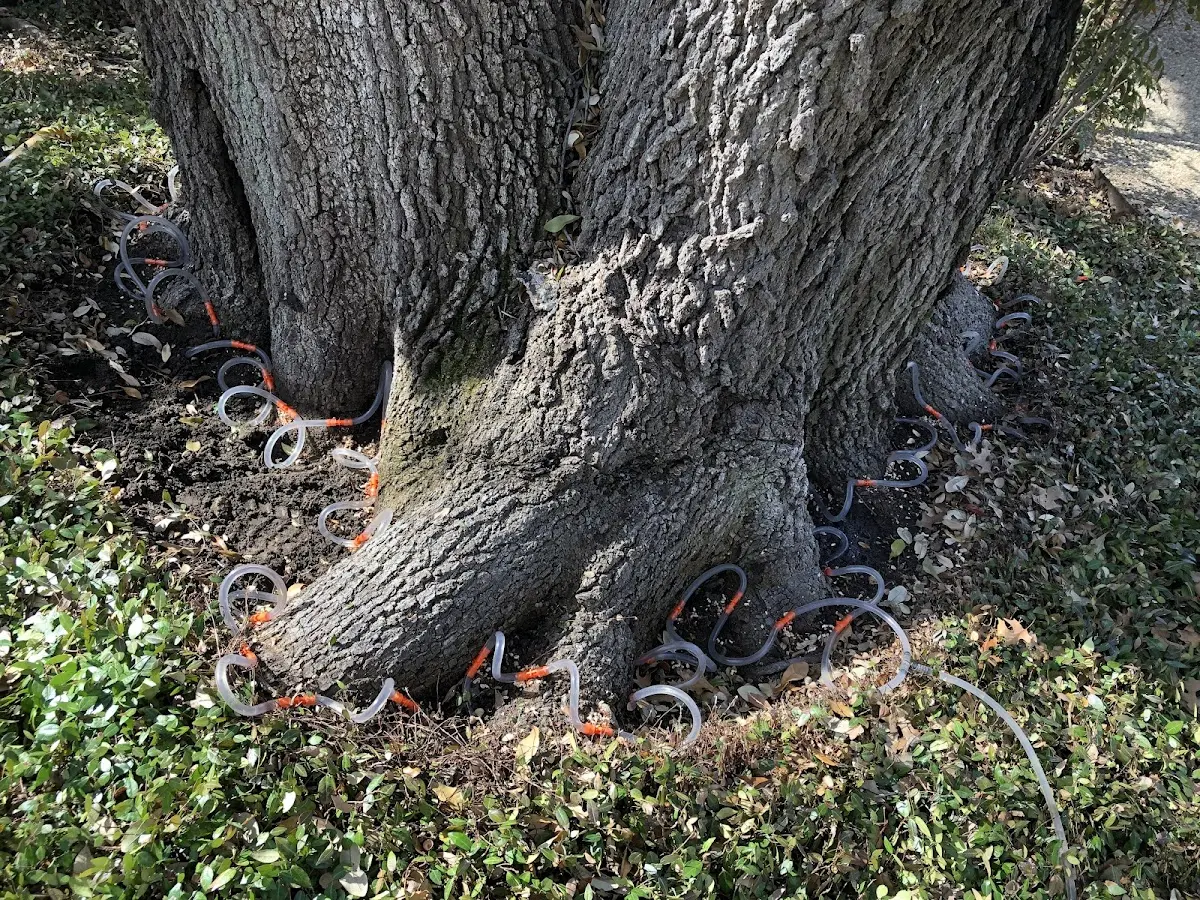 Detailed Tree Cabling and Bracing job site in Pierceville