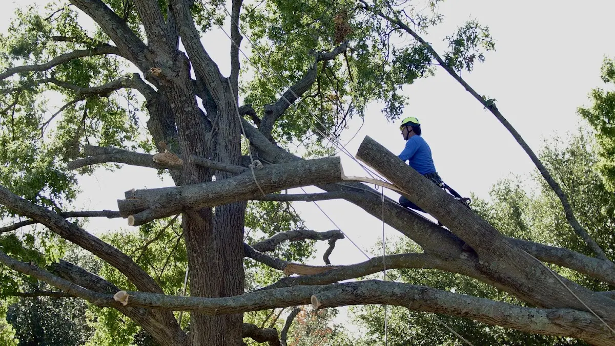 Professional Hazardous Tree Removal performed by certified arborists in Pierceville