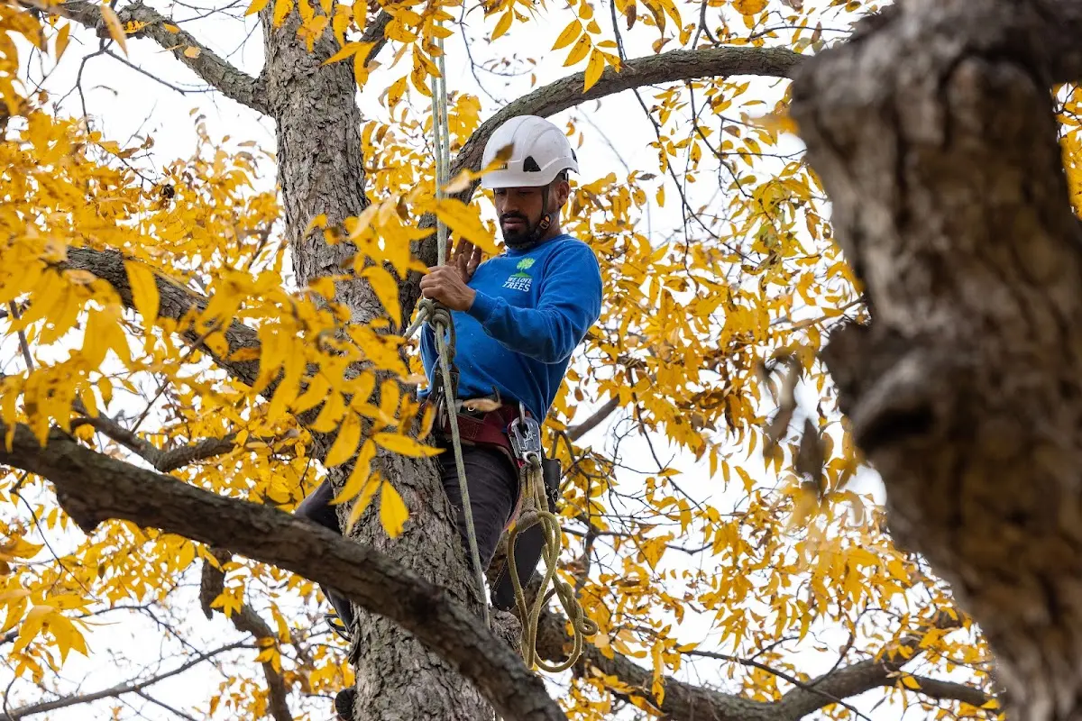 Skilled Storm Damage Cleanup crew working in Pierceville